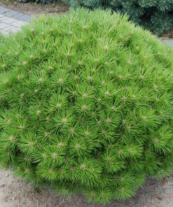 Alternative view of Juodoji pušis 'Bambino' / Pinus nigra 'Bambino‘