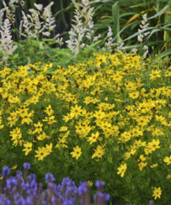 Mentūrinis gludas / Coreopsis verticillata