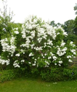 Alternative view of Paprastoji alyva 'Mademe Lemoine‘ / Syringa vulgaris ‘Madame Lemoine’