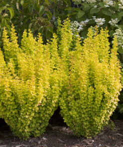 Tunbergo raugerškis ‘Golden Tower’ / Berberis thunbergii ‘Golden Tower’