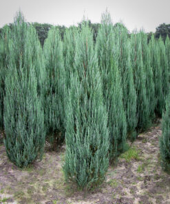 Uolinins kadagys 'Blue Arrow‘ / Juniperus scopulorum 'Blue Arrow‘