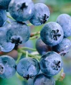 Aukštoji šilauogė 'Earliblue‘ / Vaccinium corymbosum 'Earliblue‘