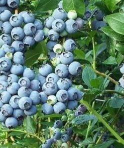 Alternative view of Aukštoji šilauogė 'Spartan‘ / Vaccinium corymbosum 'Spartan‘