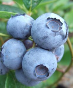 Alternative view of Aukštoji šilauogė 'Bluegold‘ / Vaccinium corymbosum 'Bluegold‘