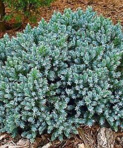Žvynuotasis kadagys 'Blue Star‘ / Juniperus squamata 'Blue Star‘