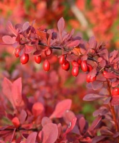 Tunbergo raugerškis 'Atropurpurea Nana' / Berberis thunbergii 'Atropurpurea Nana'