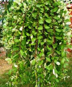 Alternative view of Paprastoji blindė 'Kilmarnock‘ / Salix caprea pendula 'Kilmarnock‘
