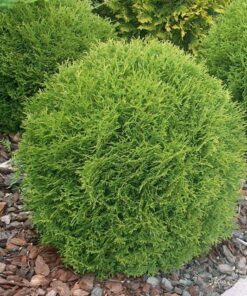 Alternative view of Vakarinė tuja 'Danica‘ / Thuja occidentalis 'Danica‘