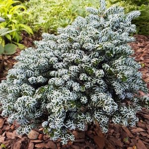 Korėjinis kėnis 'Kohouts Icebreaker‘ / Abies koreana 'Kohout‘s Icebreaker‘