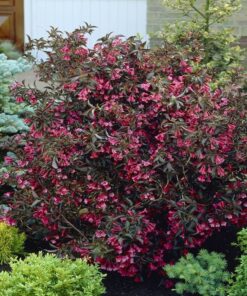 Alternative view of Gražiažiedė veigelė 'Alexandra‘ / Weigela florida 'Alexandra‘