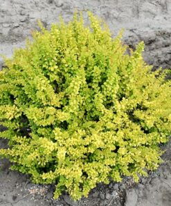 Tunbergo raugerškis 'Sunsation'  / Berberis thunbergii 'Sunsation'