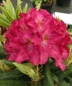 Alternative view of Rododendras 'Kazimierz Wielki/ Royal Scarlet‘ / Rhododendron 'Kazimierz Wielki/ Royal Scarlet‘