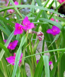 Alternative view of Tradeskantė / Tradescantia
