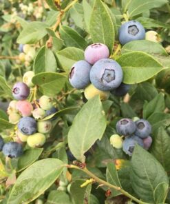 Alternative view of Aukštoji šilauogė 'Denise Blue‘ / Vaccinium corymbosum 'Denise Blue‘