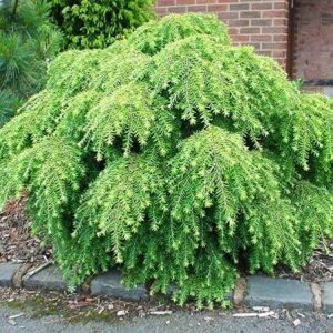 Kanadinė cūga 'Jeddeloh‘ / Tsuga canadensis ‘Jeddeloh’