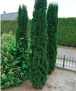 Alternative view of Europinis kukmedis 'Fastigiata‘ / Taxus baccata 'Fastigiata‘