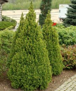 Alternative view of Baltoji eglė 'Piccolo‘ / Picea glauca 'Piccolo‘