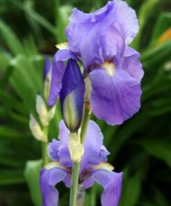 Alternative view of Vėduoklinis vilkdalgis ‚Zebra’ / Iris pallida ‘Zebra’