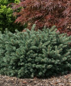 Paprastoji eglė 'Waldbrunn‘ / Picea abies 'Waldbrunn‘