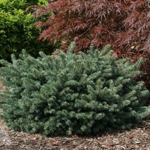 Paprastoji eglė 'Waldbrunn‘ / Picea abies 'Waldbrunn‘