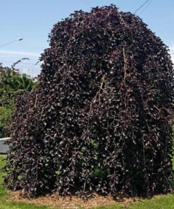 Paprastasis bukas 'Rohan Weeping’ / Fagus sylvatica 'Rohan Weeping’