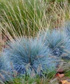 Alternative view of Stepinis eraičinas / Festuca valesiaca