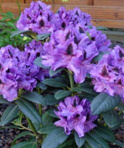 Alternative view of Rododendras 'Peter Alan‘ / Rhododendron 'Peter Alan‘