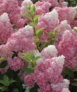 Šluotelinė hortenzija 'Vanilla Fraise" / Hydrangea paniculata 'Vanilla Fraise’