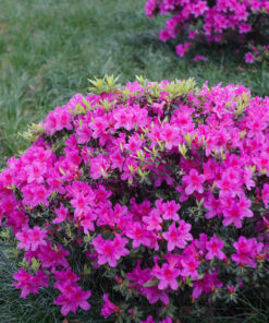 Japoninė azalija 'Orlice‘ / Azalea japonica 'Orlice‘
