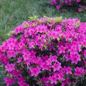 Japoninė azalija 'Orlice‘ / Azalea japonica 'Orlice‘