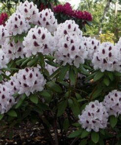 Rododendras 'Calsap‘ / Rhododendrom 'Calsap‘