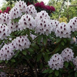 Rododendras 'Calsap‘ / Rhododendrom 'Calsap‘