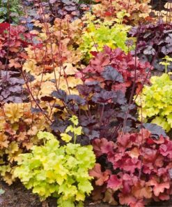 Alūnė (Heichera) / Heuchera