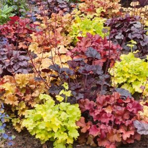 Alūnė (Heichera) / Heuchera