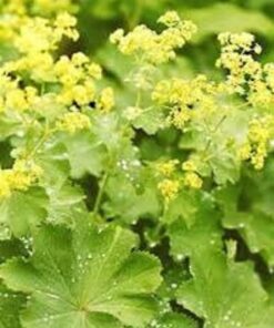 Alternative view of Paprastoji rasakila / Alchemilla vulgaris