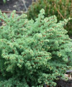 Europinis maumedis ‘Blue Dwarf’ / Larix kaempferi ‘Blue Dwarf’