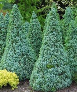 Paprastoji eglė 'Sanders Blue‘ / Picea abies 'Sanders Blue‘