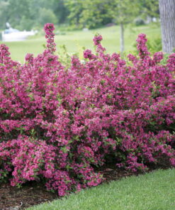 Alternative view of Ankstyvoji veigelė 'Rumba‘ / Weigela praecox ‘Rumba’