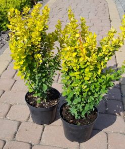 Alternative view of Tunbergo raugerškis ‘Golden Tower’ / Berberis thunbergii ‘Golden Tower’