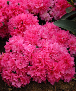 Japoninė azalija ‘Rubinetta’ / Azalea japonica ‘Rubinetta’