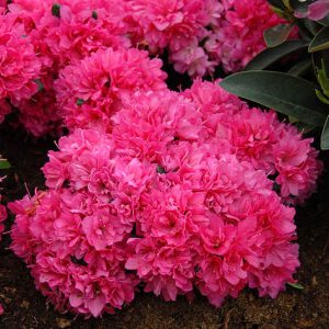 Japoninė azalija ‘Rubinetta’ / Azalea japonica ‘Rubinetta’