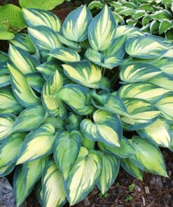 Melsvė / Hosta