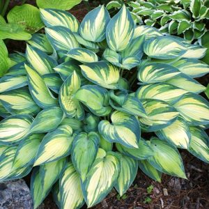 Melsvė / Hosta