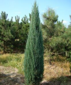 Alternative view of Uolinins kadagys 'Blue Arrow‘ / Juniperus scopulorum 'Blue Arrow‘
