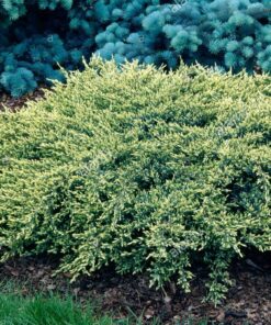 Žvynuotasis kadagys 'Holger‘ / Juniperus squamata 'Holger‘