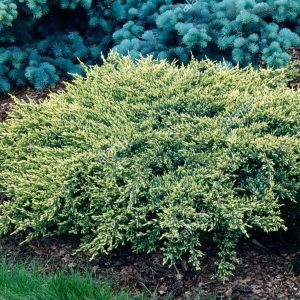 Žvynuotasis kadagys 'Holger‘ / Juniperus squamata 'Holger‘