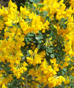 Geltonasis žirnmedis 'Pendula‘ / Caragana arborescens 'Pendula‘