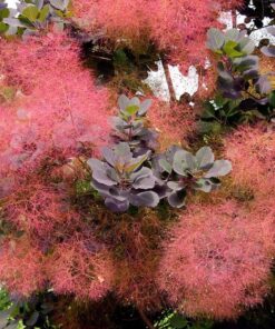 Alternative view of Europinis pūkenis 'Royal Purple‘  / Cotinus coggygria 'Royal Purple‘