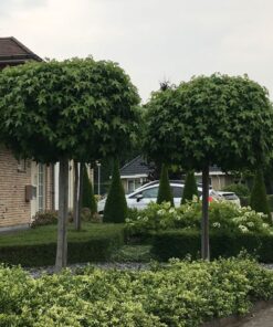 Alternative view of Paprastasis klevas 'Globosum‘ / Acer platanoides 'Globosum‘