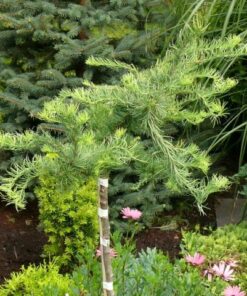 Europinis maumedis ‘Diana’ / Larix kaempferi ‘Diana’